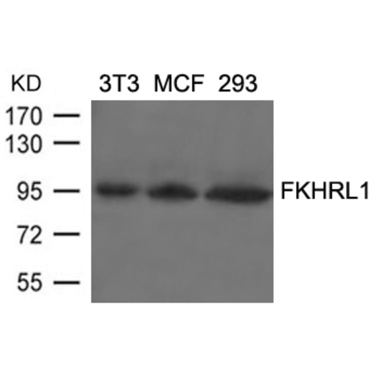 Western blot - FKHRL1 (Ab-253) Antibody from Signalway Antibody (21171) - Antibodies.com
