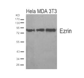 Western blot - Ezrin (Ab-567) Antibody from Signalway Antibody (21200) - Antibodies.com