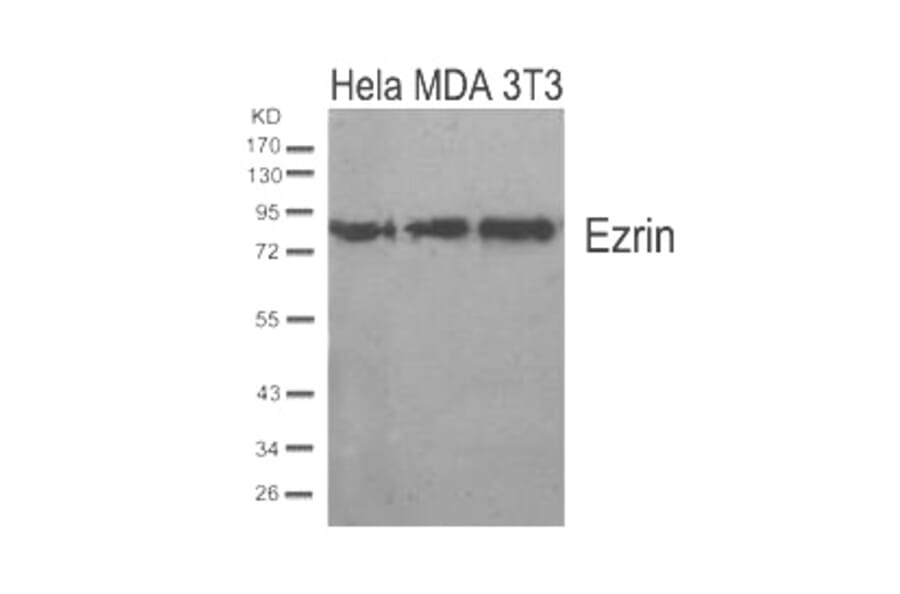 Western blot - Ezrin (Ab-567) Antibody from Signalway Antibody (21200) - Antibodies.com