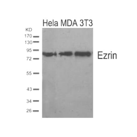 Western blot - Ezrin (Ab-567) Antibody from Signalway Antibody (21200) - Antibodies.com