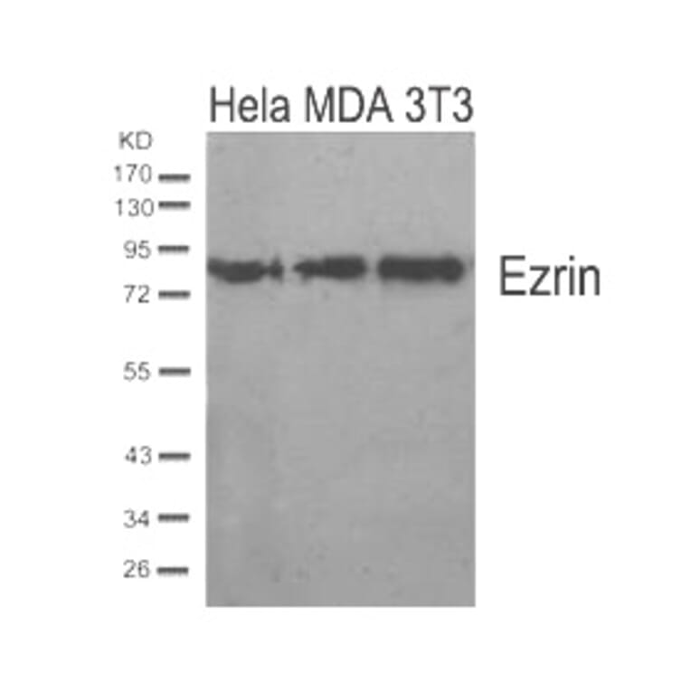 Western blot - Ezrin (Ab-567) Antibody from Signalway Antibody (21200) - Antibodies.com