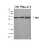 Western blot - Ezrin (Ab-567) Antibody from Signalway Antibody (21200) - Antibodies.com