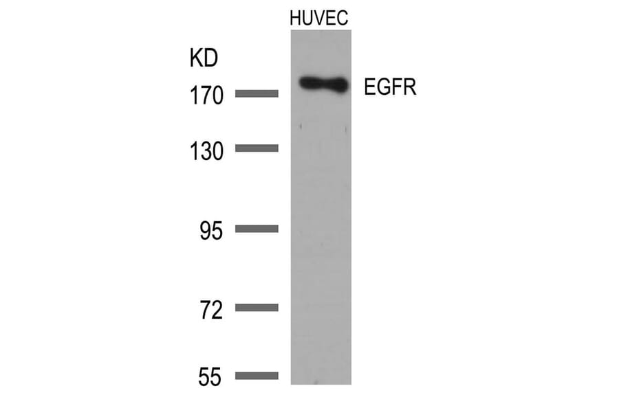 Western blot - EGFR (Ab-1172) Antibody from Signalway Antibody (21213) - Antibodies.com
