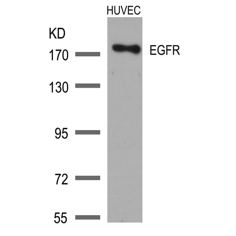 Western blot - EGFR (Ab-1172) Antibody from Signalway Antibody (21213) - Antibodies.com