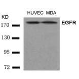 Western blot - EGFR (Ab-1197) Antibody from Signalway Antibody (21221) - Antibodies.com