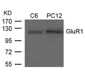 Western blot - GluR1 (Ab-849) Antibody from Signalway Antibody (21253) - Antibodies.com