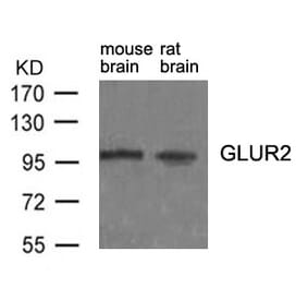 Western blot - GluR2 (Ab-880) antibody from Signalway Antibody (21284) - Antibodies.com