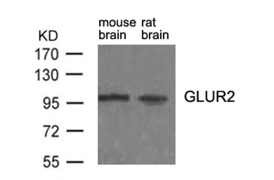Western blot - GluR2 (Ab-880) antibody from Signalway Antibody (21284) - Antibodies.com