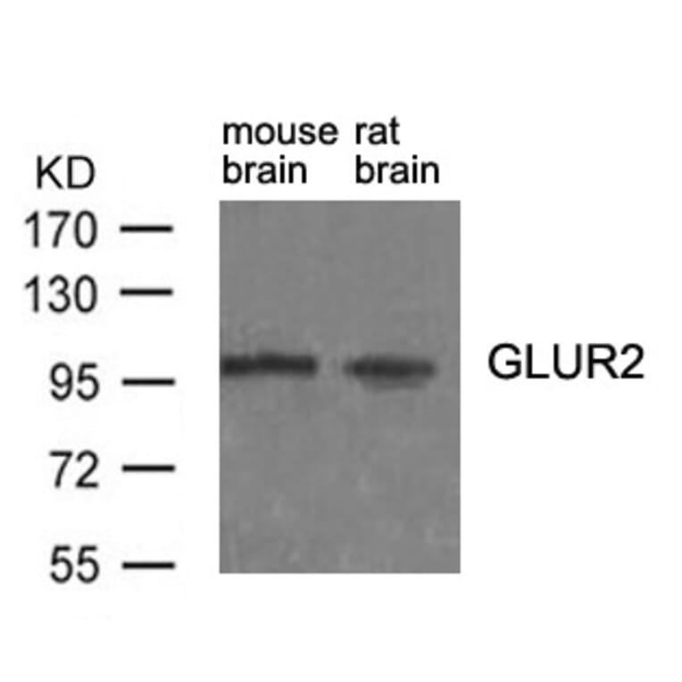 Western blot - GluR2 (Ab-880) antibody from Signalway Antibody (21284) - Antibodies.com