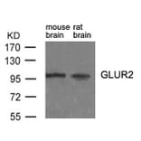 Western blot - GluR2 (Ab-880) antibody from Signalway Antibody (21284) - Antibodies.com