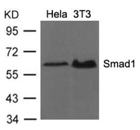 Western blot - Smad1 (Ab-206) Antibody from Signalway Antibody (21579) - Antibodies.com