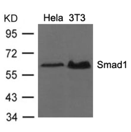 Western blot - Smad1 (Ab-206) Antibody from Signalway Antibody (21579) - Antibodies.com