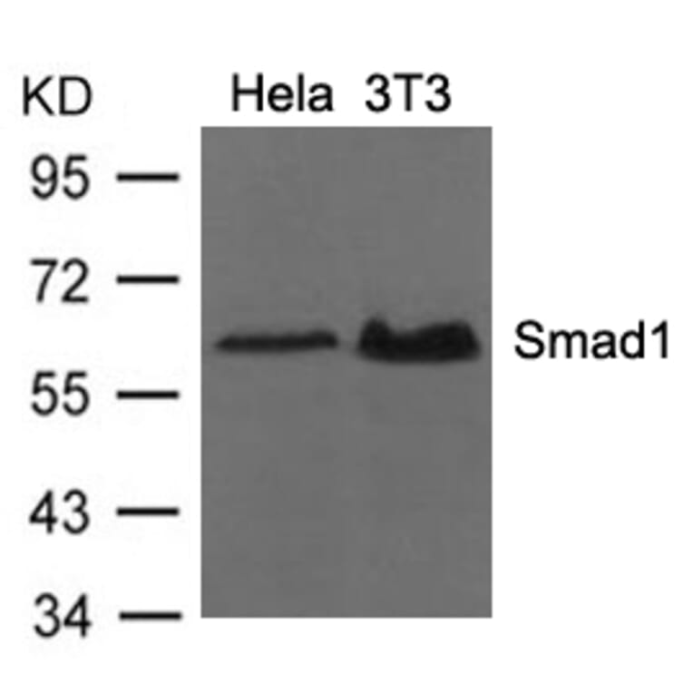 Western blot - Smad1 (Ab-206) Antibody from Signalway Antibody (21579) - Antibodies.com