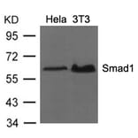 Western blot - Smad1 (Ab-206) Antibody from Signalway Antibody (21579) - Antibodies.com