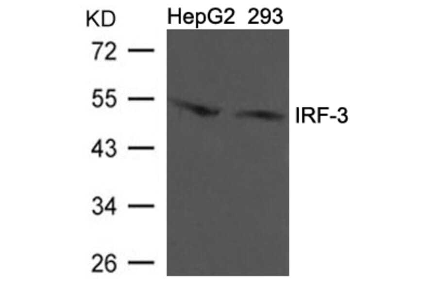 Western blot - IRF-3 (Ab-396) Antibody from Signalway Antibody (21681) - Antibodies.com
