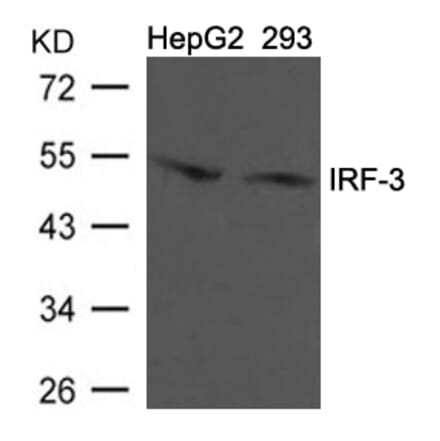 Western blot - IRF-3 (Ab-396) Antibody from Signalway Antibody (21681) - Antibodies.com