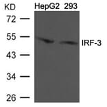 Western blot - IRF-3 (Ab-396) Antibody from Signalway Antibody (21681) - Antibodies.com