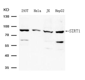 Western blot - SIRT1 (Ab-344) Antibody from Signalway Antibody (21705) - Antibodies.com