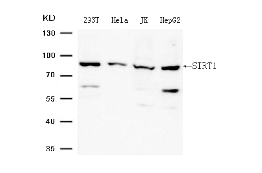 Western blot - SIRT1 (Ab-344) Antibody from Signalway Antibody (21705) - Antibodies.com