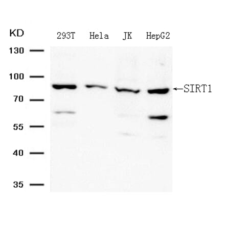 Western blot - SIRT1 (Ab-344) Antibody from Signalway Antibody (21705) - Antibodies.com