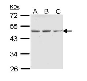 ENTPD5 (CD39L4) antibody from Signalway Antibody (22045) - Antibodies.com