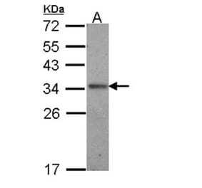 Interleukin-24 antibody from Signalway Antibody (22760) - Antibodies.com