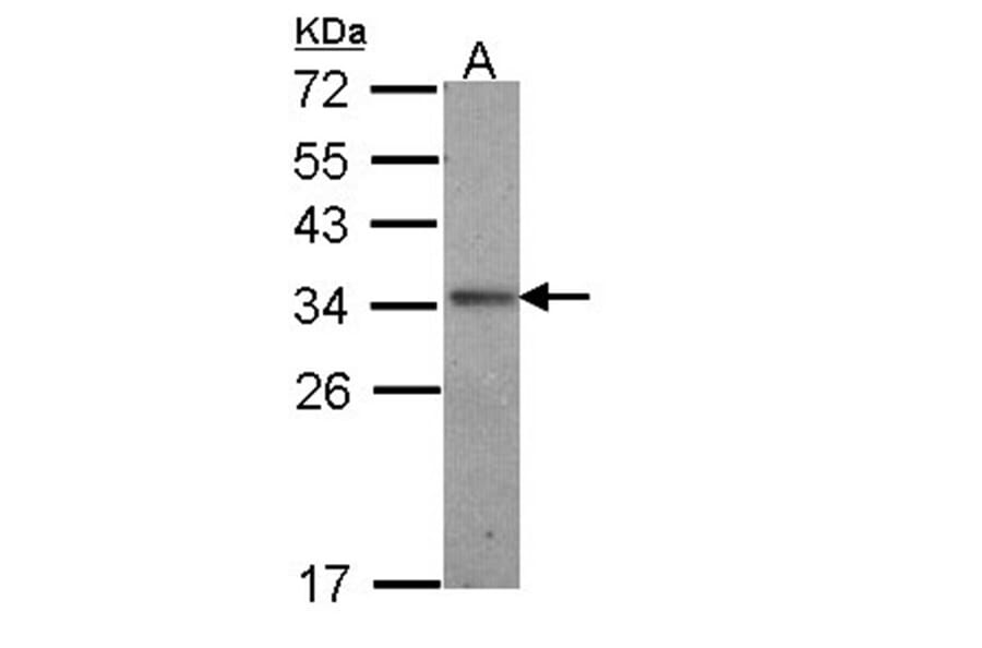 Interleukin-24 antibody from Signalway Antibody (22760) - Antibodies.com