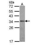 Interleukin-24 antibody from Signalway Antibody (22760) - Antibodies.com