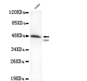 FAS Monoclonal Antibody from Signalway Antibody (27054) - Antibodies.com