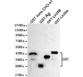 Western blot - GST Polyclonal Antibody from Signalway Antibody (27221) - Antibodies.com