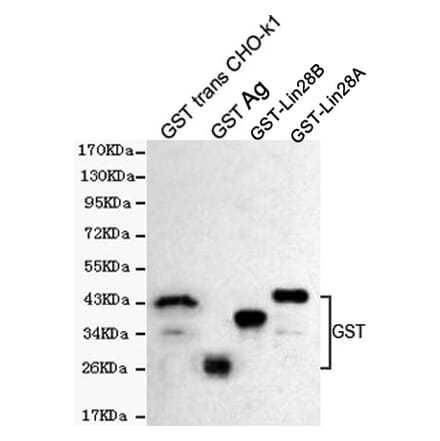 Western blot - GST Polyclonal Antibody from Signalway Antibody (27221) - Antibodies.com