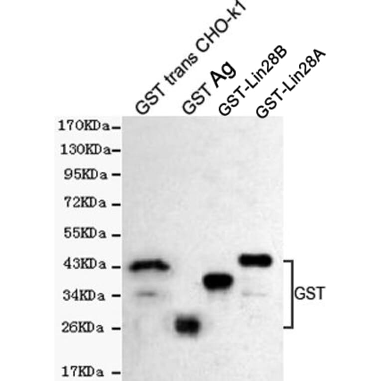Western blot - GST Polyclonal Antibody from Signalway Antibody (27221) - Antibodies.com