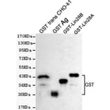 Western blot - GST Polyclonal Antibody from Signalway Antibody (27221) - Antibodies.com