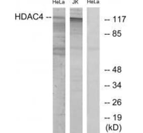 Western blot - HDAC4 (Ab-632) Antibody from Signalway Antibody (33190) - Antibodies.com