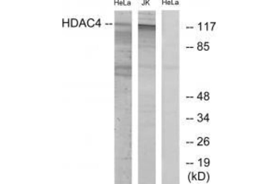 Western blot - HDAC4 (Ab-632) Antibody from Signalway Antibody (33190) - Antibodies.com