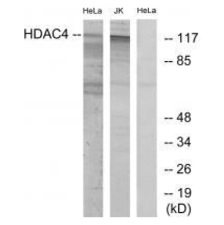 Western blot - HDAC4 (Ab-632) Antibody from Signalway Antibody (33190) - Antibodies.com