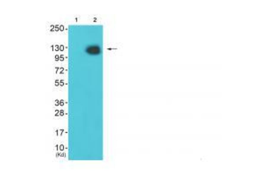 Western blot - HDAC4 (Ab-632) Antibody from Signalway Antibody (33190) - Antibodies.com