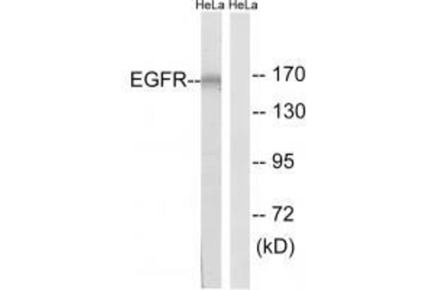 Western blot - EGFR (Ab-1026) Antibody from Signalway Antibody (33211) - Antibodies.com