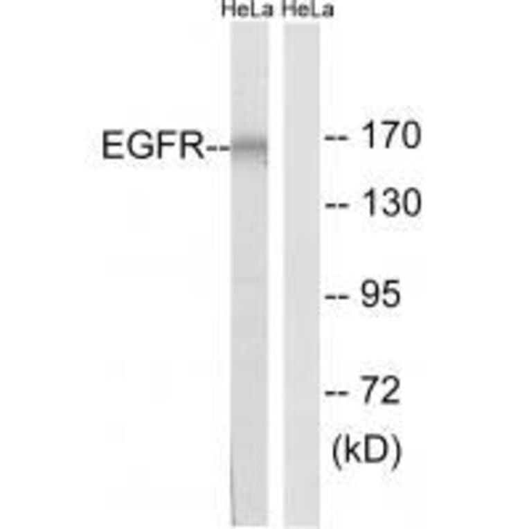 Western blot - EGFR (Ab-1026) Antibody from Signalway Antibody (33211) - Antibodies.com