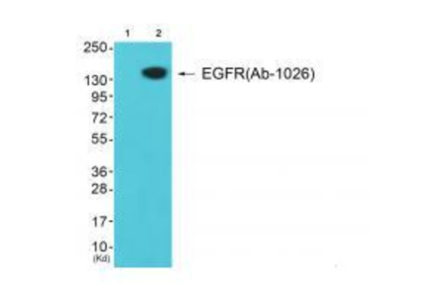 Western blot - EGFR (Ab-1026) Antibody from Signalway Antibody (33211) - Antibodies.com