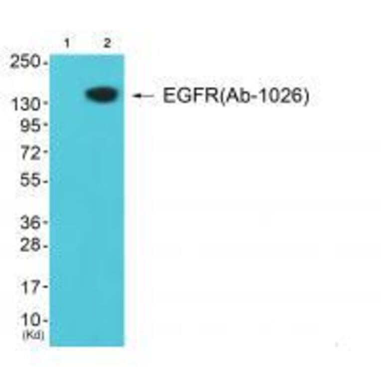 Western blot - EGFR (Ab-1026) Antibody from Signalway Antibody (33211) - Antibodies.com