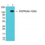 Western blot - EGFR (Ab-1026) Antibody from Signalway Antibody (33211) - Antibodies.com