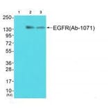 Western blot - EGFR (Ab-1071) Antibody from Signalway Antibody (33212) - Antibodies.com