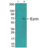 Western blot - Ezrin (Ab-478) Antibody from Signalway Antibody (33213) - Antibodies.com