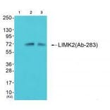 Western blot - LIMK2 (Ab-283) Antibody from Signalway Antibody (33218) - Antibodies.com