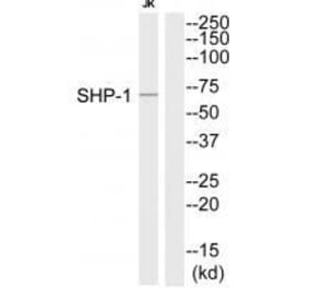 Western blot - SHP-1 (Ab-564) Antibody from Signalway Antibody (33221) - Antibodies.com
