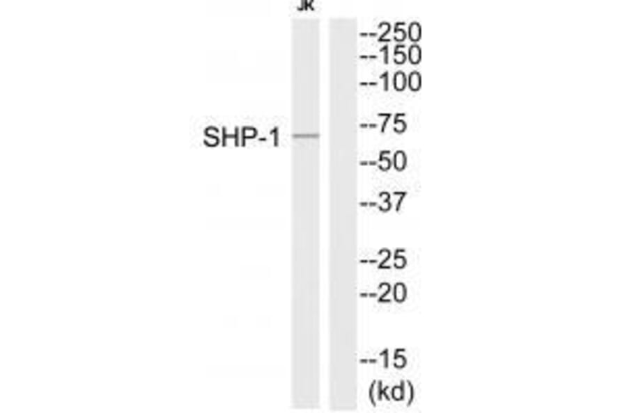 Western blot - SHP-1 (Ab-564) Antibody from Signalway Antibody (33221) - Antibodies.com