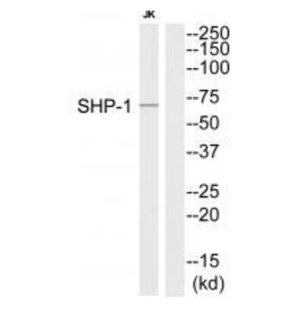 Western blot - SHP-1 (Ab-564) Antibody from Signalway Antibody (33221) - Antibodies.com