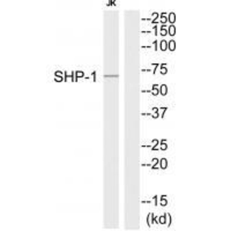 Western blot - SHP-1 (Ab-564) Antibody from Signalway Antibody (33221) - Antibodies.com