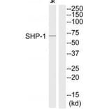 Western blot - SHP-1 (Ab-564) Antibody from Signalway Antibody (33221) - Antibodies.com